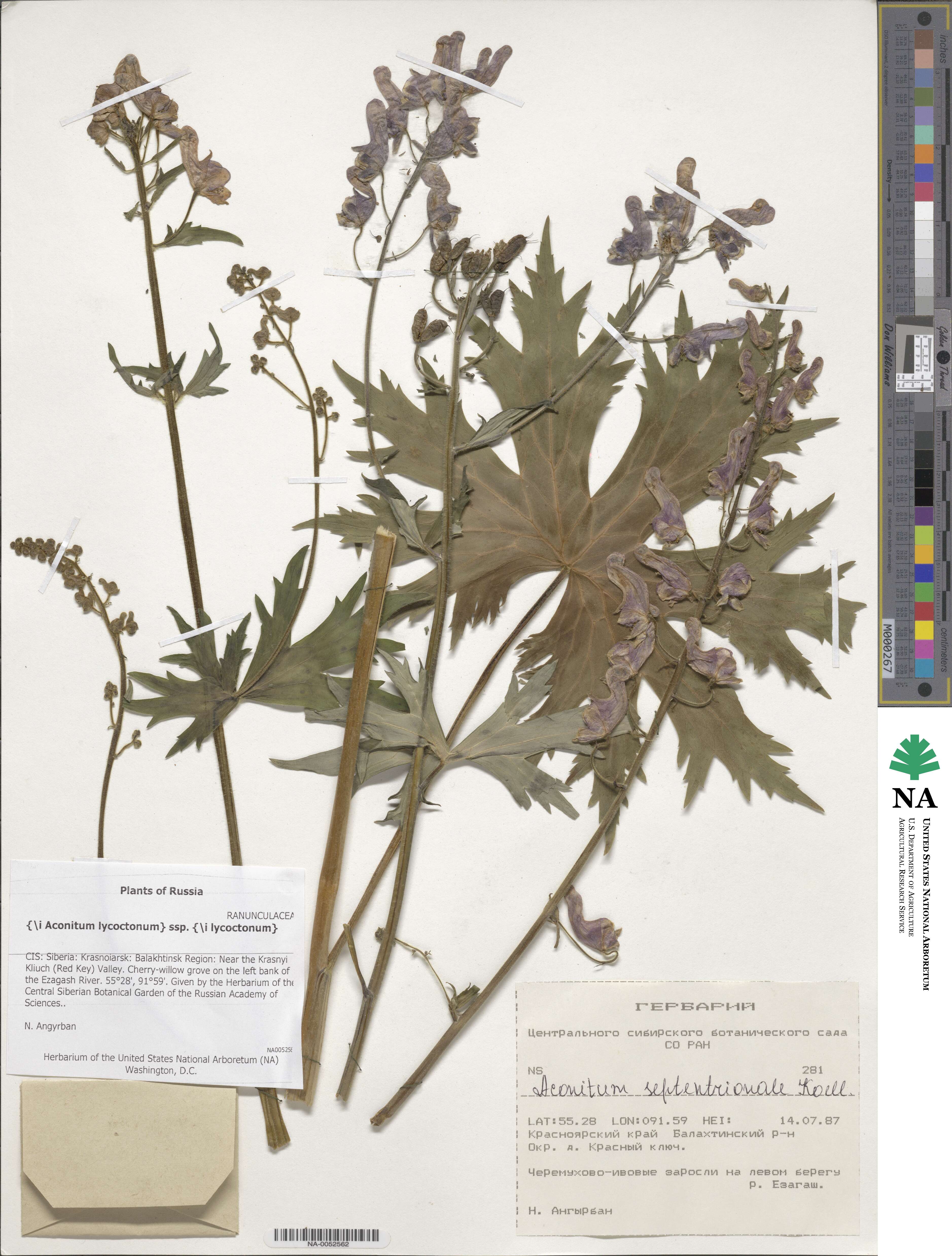 Aconitum lycoctonum subsp. lycoctonum image