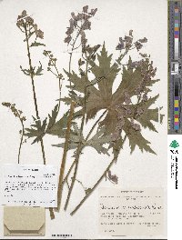 Aconitum lycoctonum image