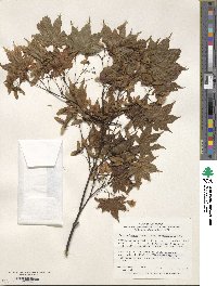 Acer palmatum var. amoenum image