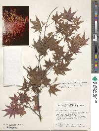 Acer palmatum subsp. palmatum image