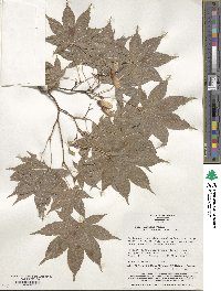 Acer palmatum var. amoenum image