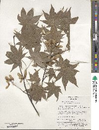 Acer palmatum var. amoenum image