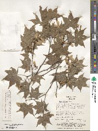 Acer palmatum image