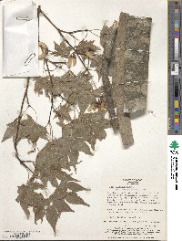 Acer palmatum image