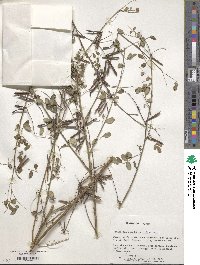 Indigofera bungeana image