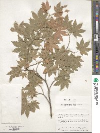 Acer shirasawanum image