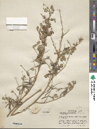 Indigofera bungeana image