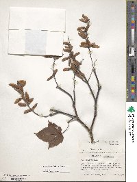 Acer pectinatum image