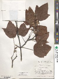 Acer pectinatum image