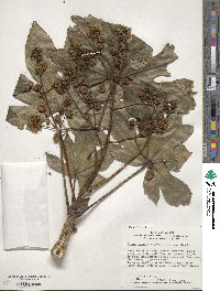 Fatsia japonica image