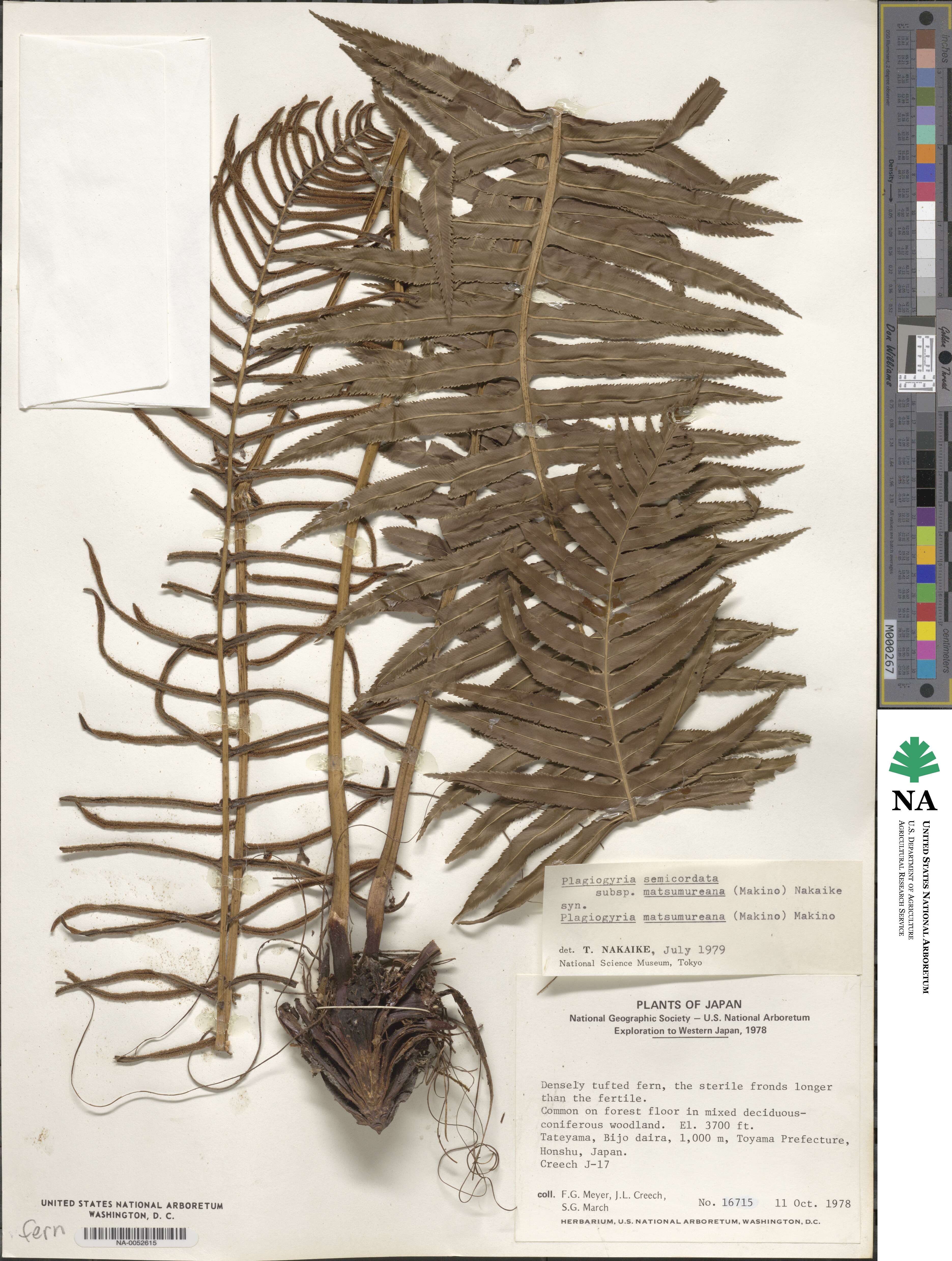 Plagiogyria image