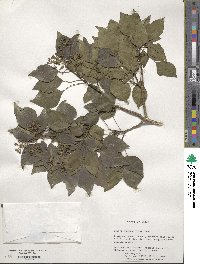 Hedera rhombea image