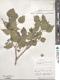 Hedera rhombea image