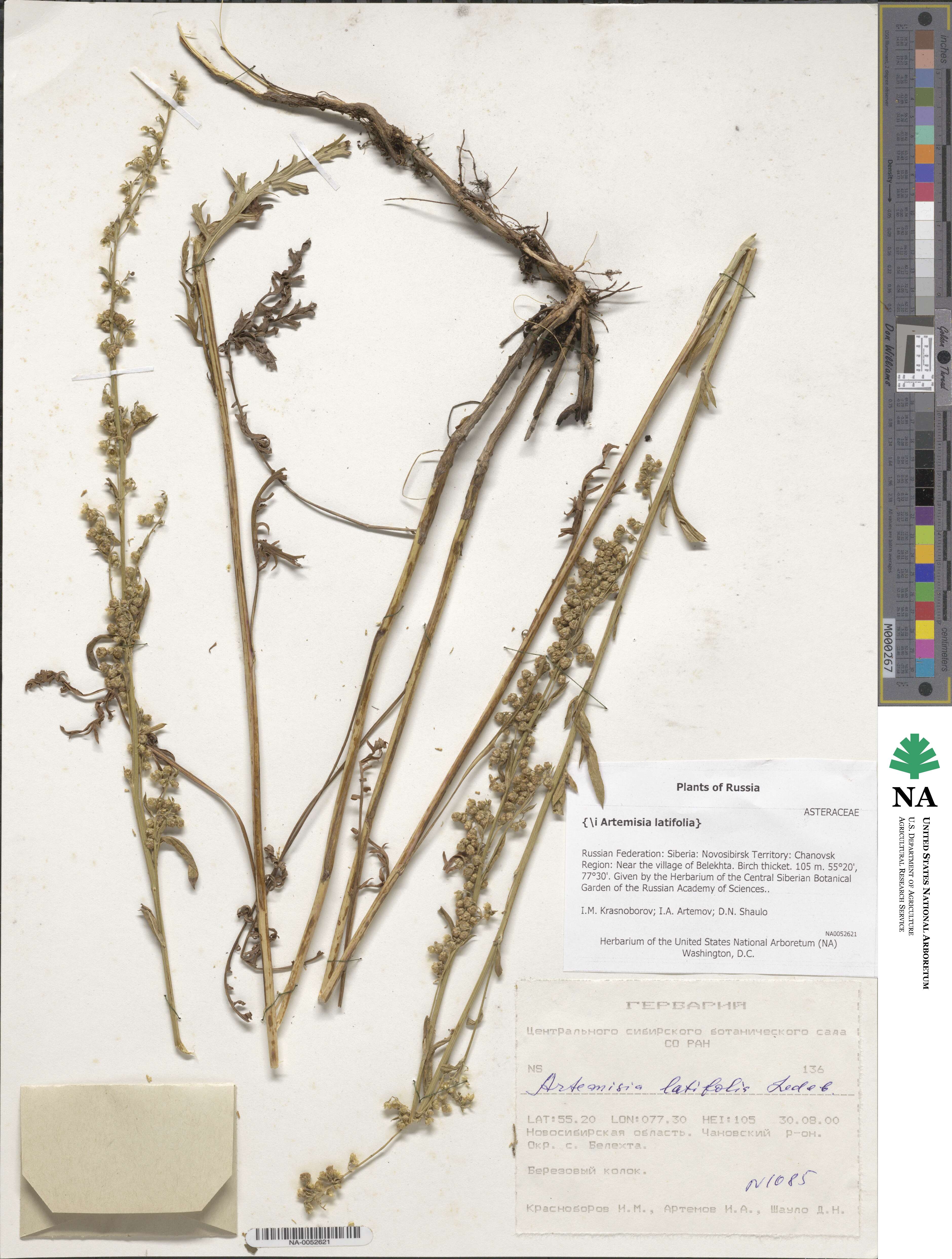 Artemisia latifolia image