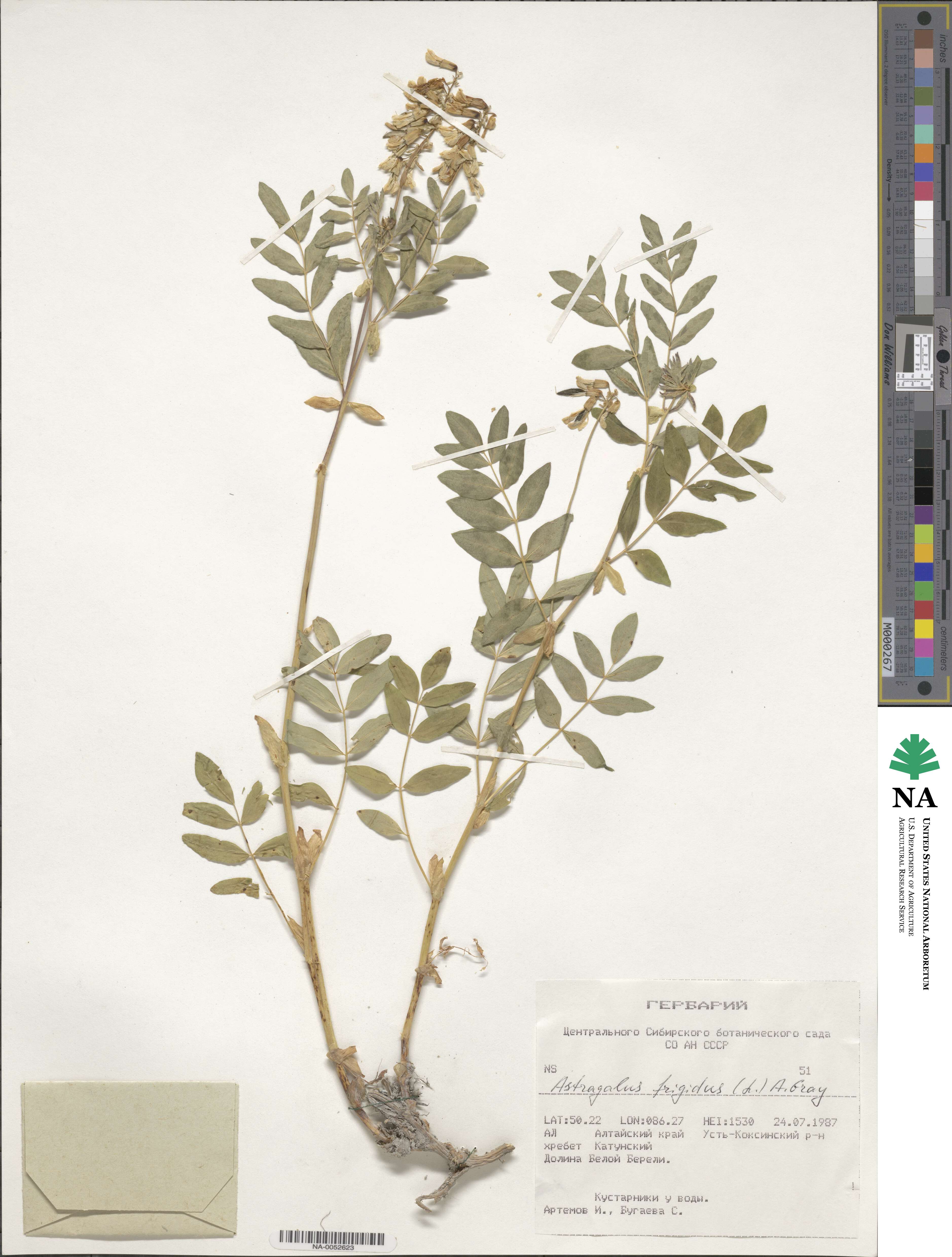 Astragalus frigidus image