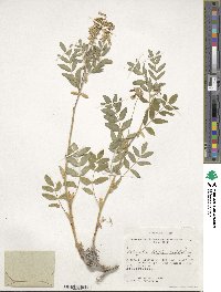 Astragalus frigidus image