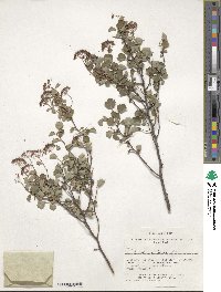 Spiraea trilobata image