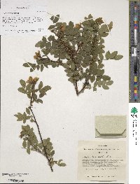 Rosa spinosissima image