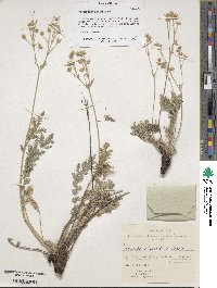 Potentilla sericea image