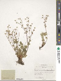 Image of Potentilla crantzii