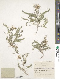 Astragalus tibetanus image