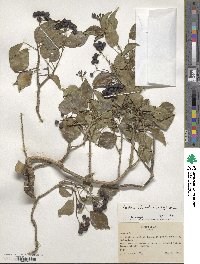 Hedera rhombea image