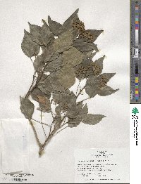 Hedera rhombea image