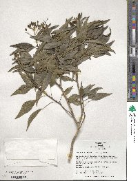 Hedera rhombea image