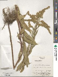 Solidago altissima image