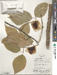 Actinidia polygama image