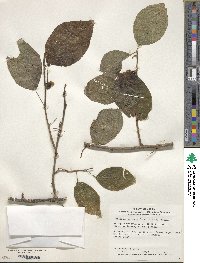 Actinidia polygama image