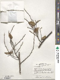 Elaeagnus glabra image