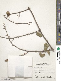 Elaeagnus glabra image