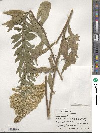 Solidago altissima image