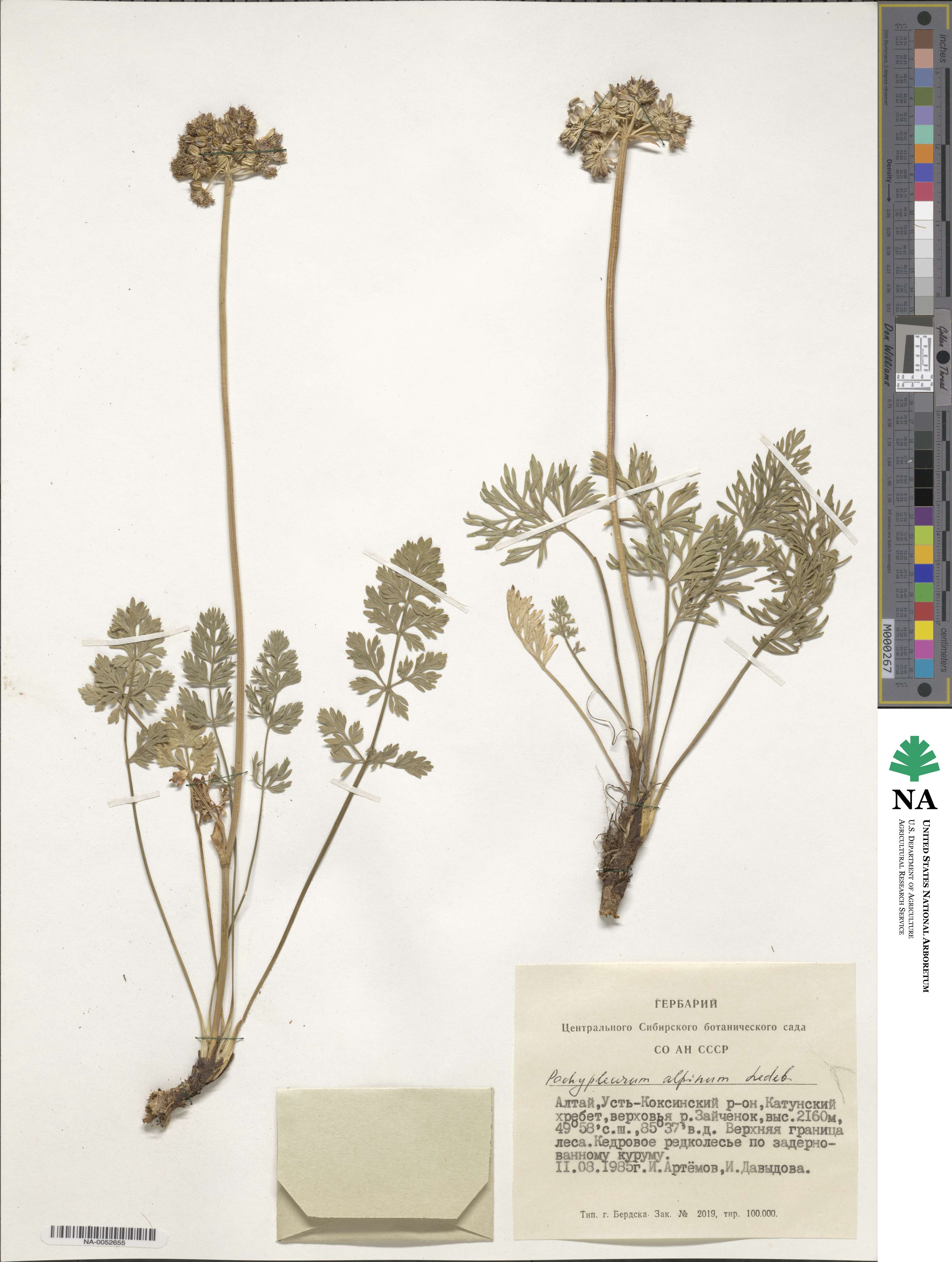 Pachypleurum mutellinoides image