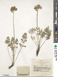 Image of Pachypleurum mutellinoides