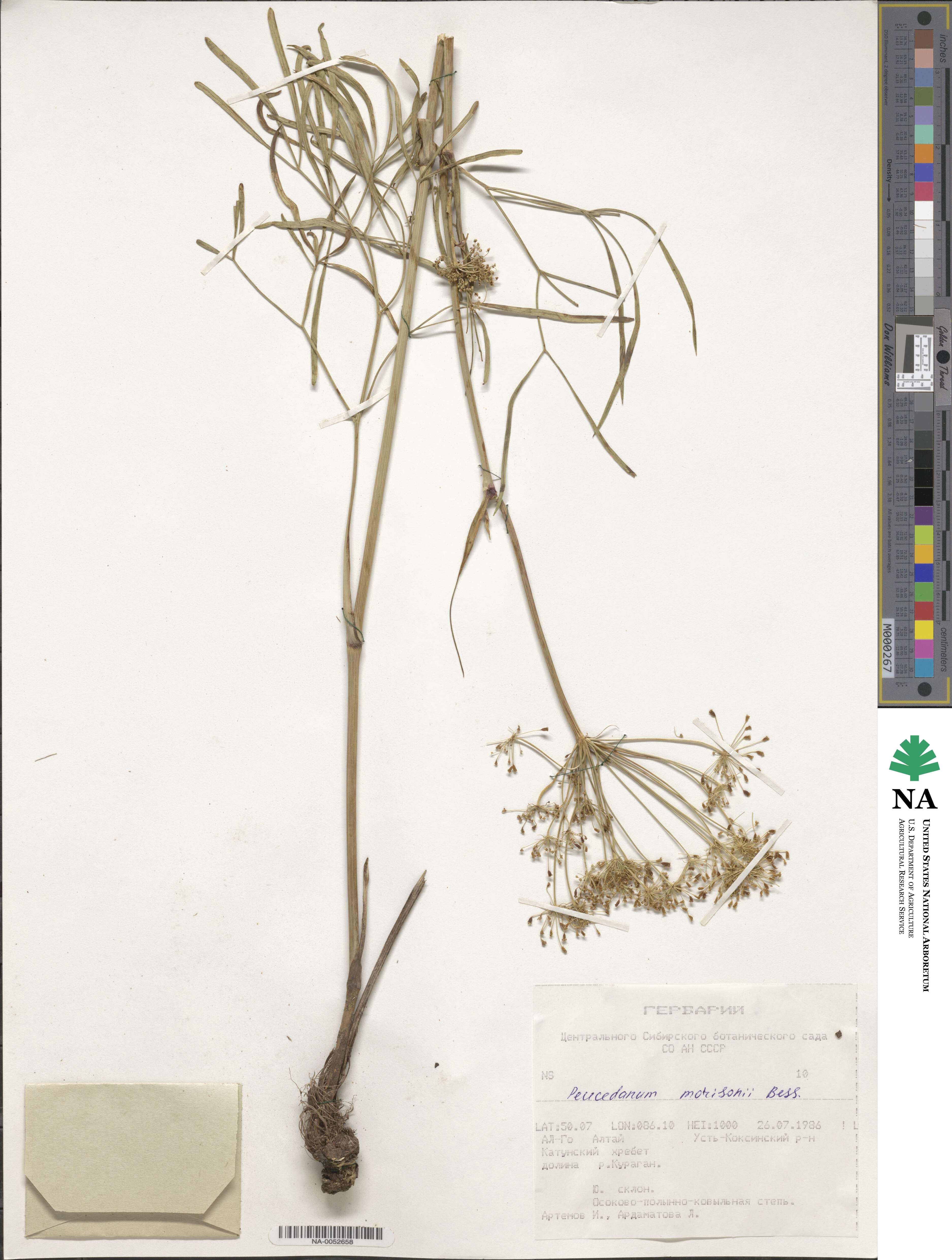 Peucedanum morisonii image