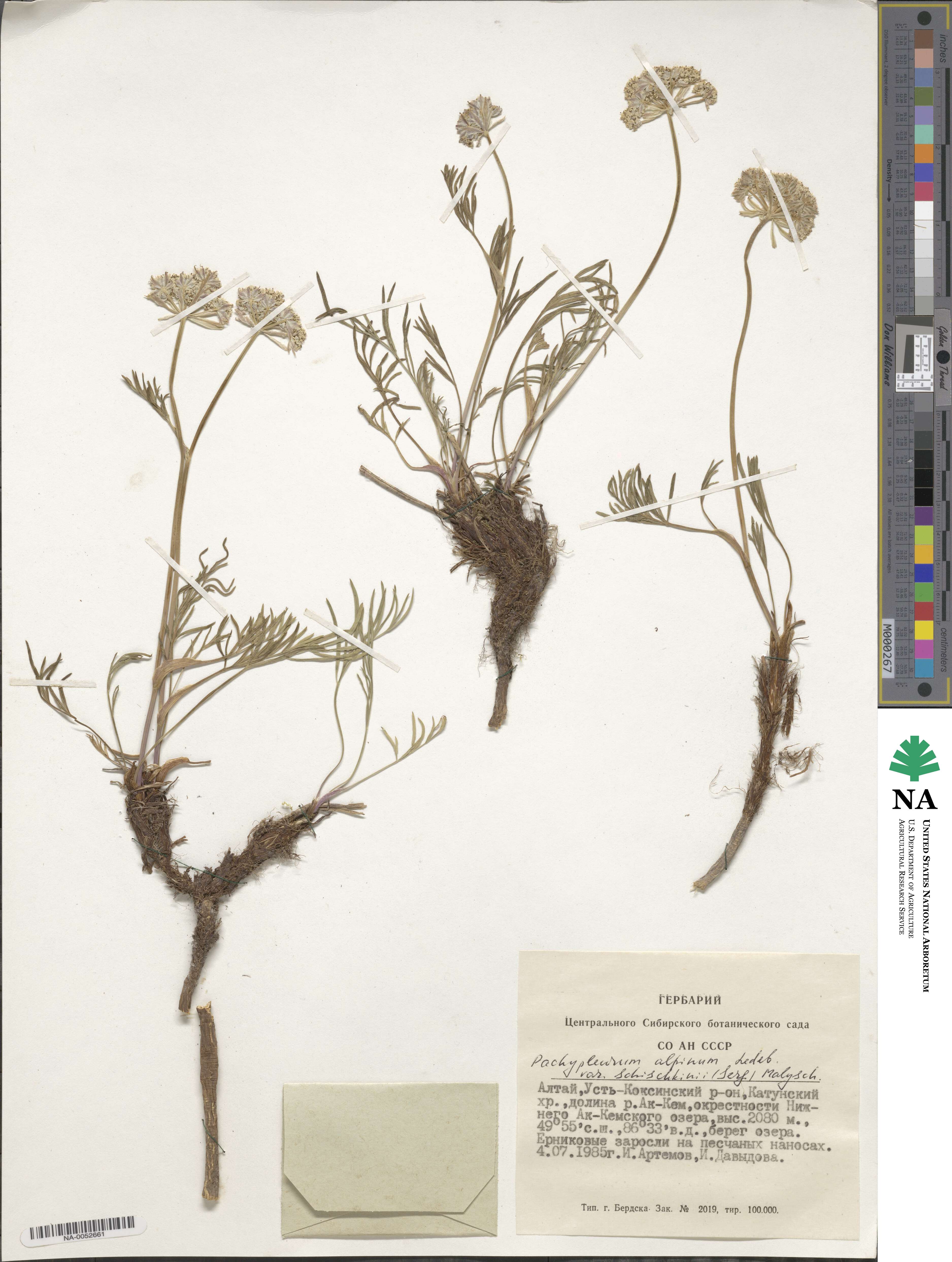 Pachypleurum mutellinoides image