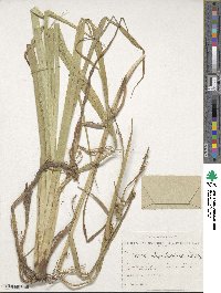 Carex rhynchophysa image