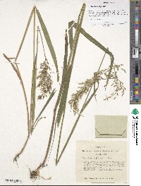 Sibirotrisetum sibiricum image