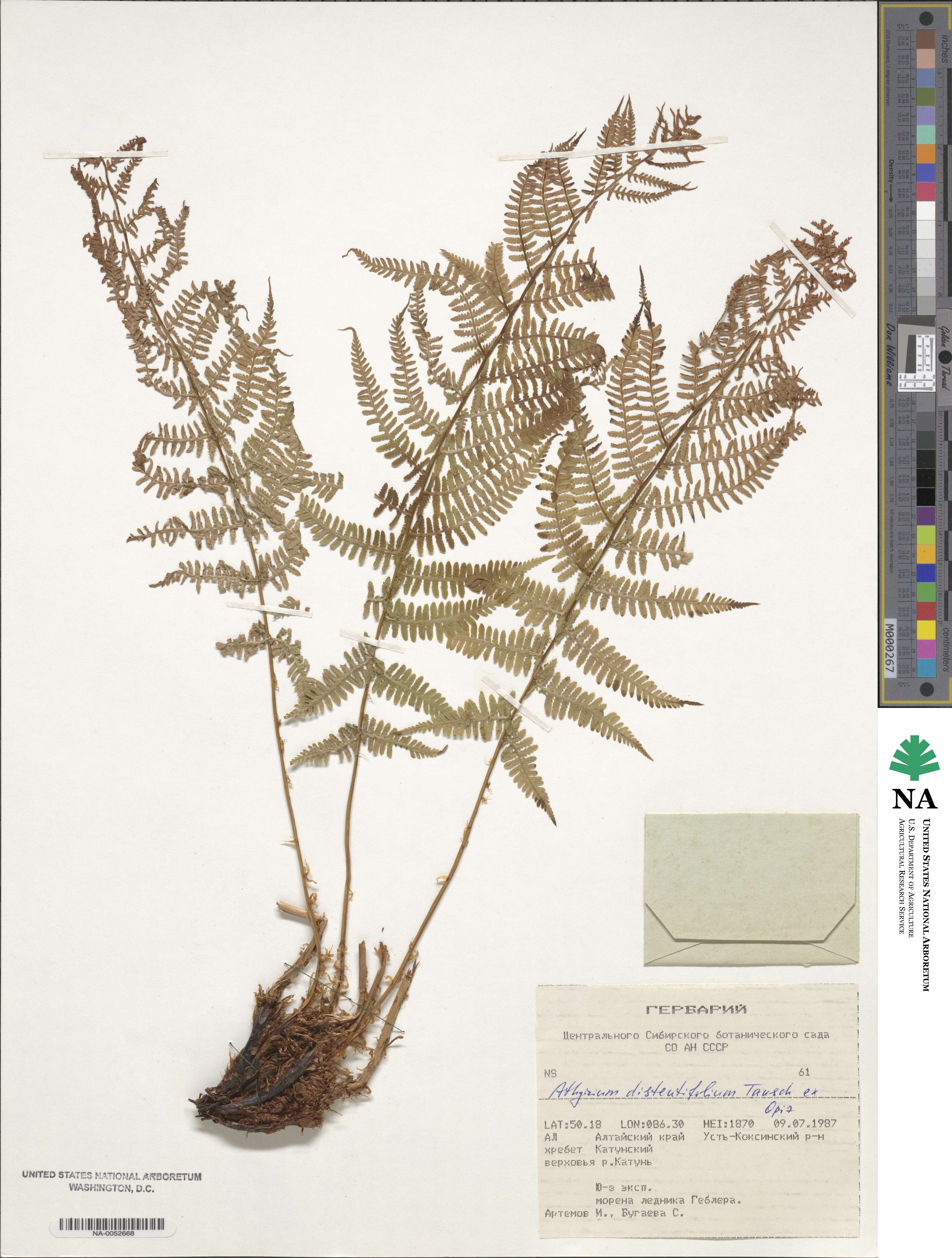 Athyrium distentifolium image