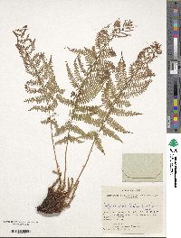 Image of Athyrium distentifolium