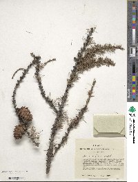 Larix sibirica image