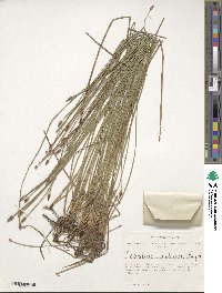 Eleocharis mamillata image