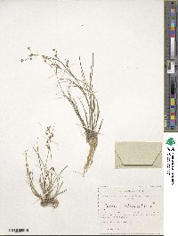 Image of Juncus articulatus