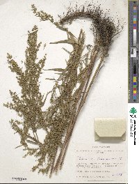 Artemisia dracunculus image