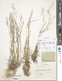 Agrostis clavata image