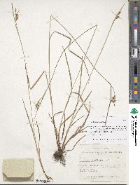 Carex pallescens image