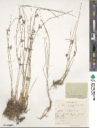 Juncus filiformis image