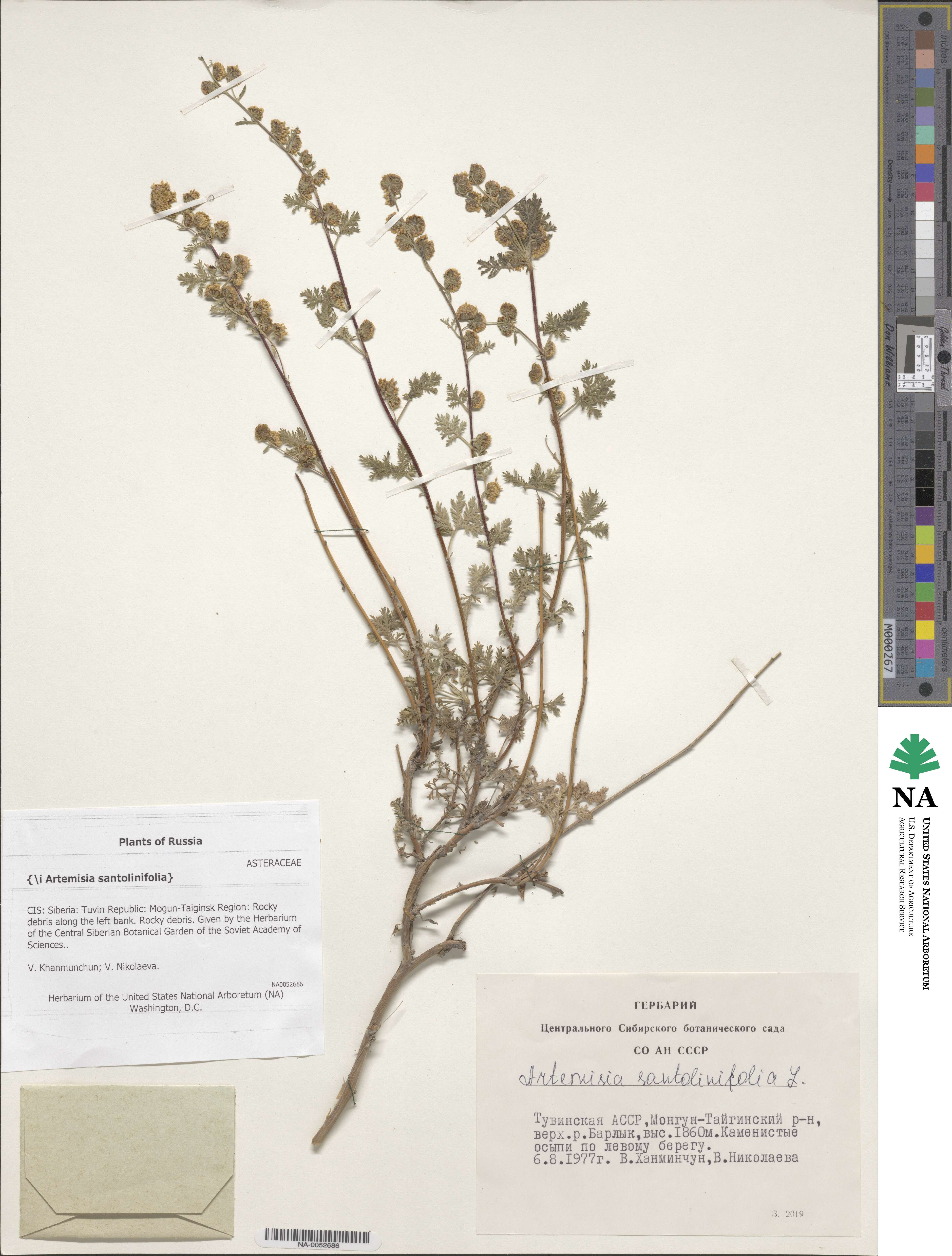 Artemisia rutifolia image